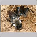 Andrena vaga - Weiden-Sandbiene -05- w24 13mm mit Faecherfluegler 5 mm.jpg